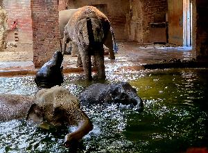 Wonnemonat Mai im Zoo Leipzig